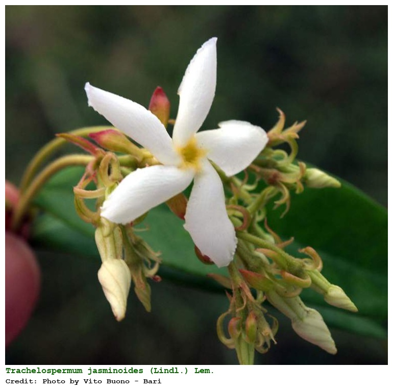 Trachelospermum jasminoides (Lindl.) Lem.